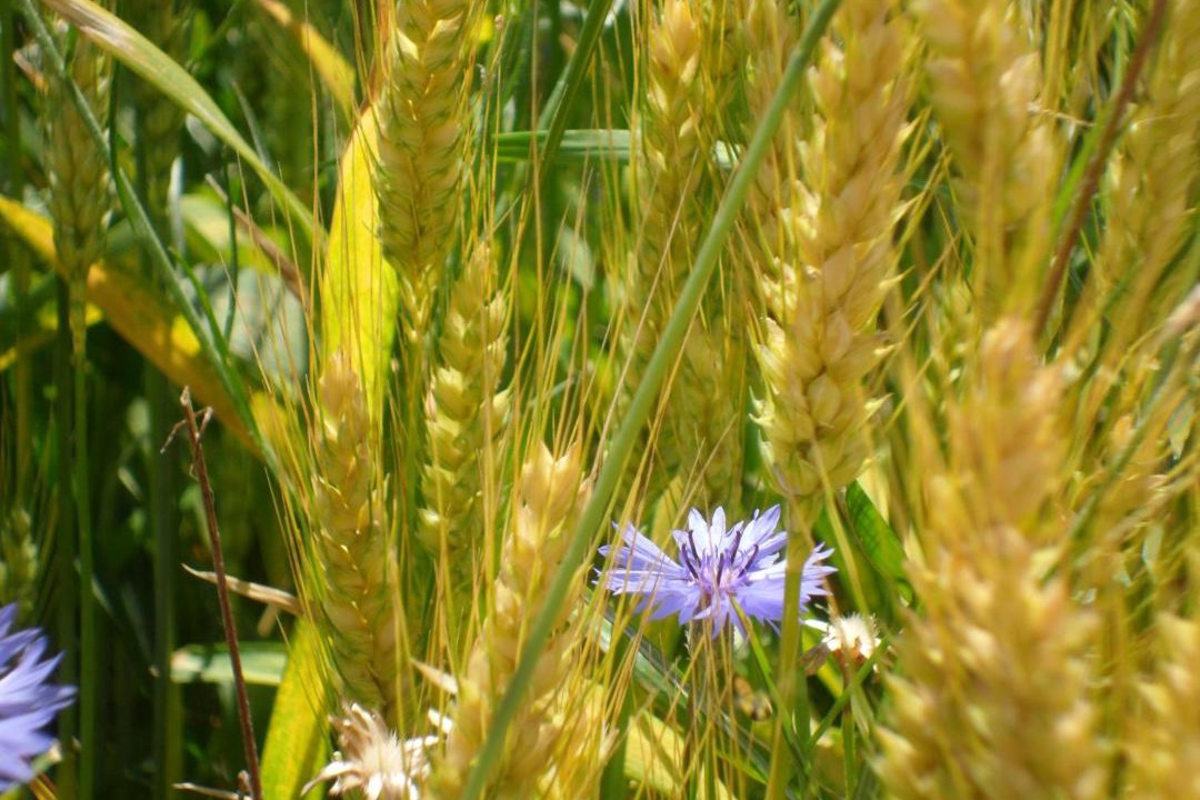 Photo of Others in Gabellieri