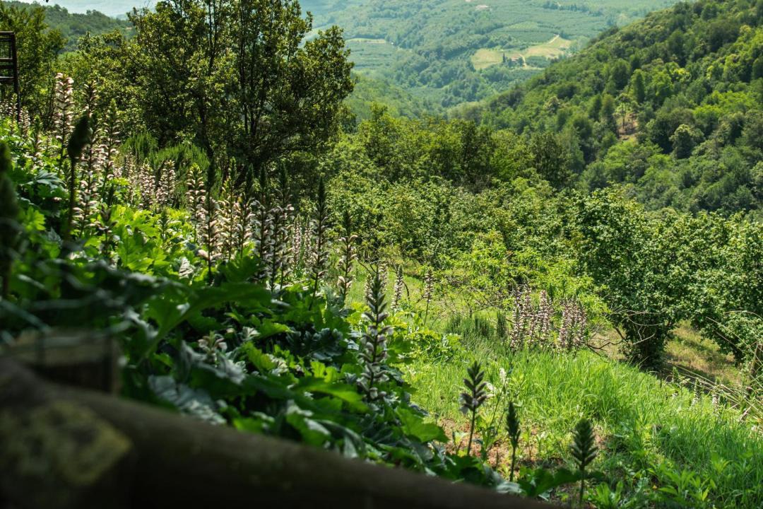 Photo of Others in Benevello