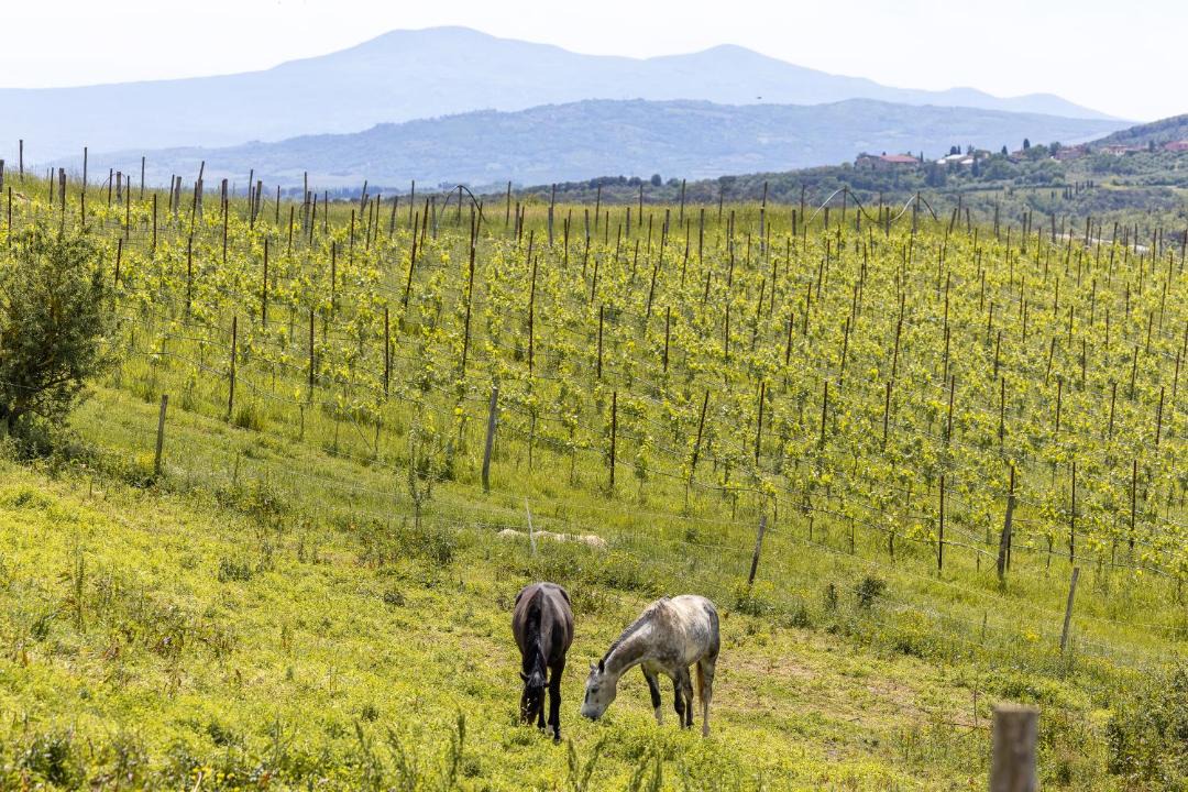 Photo of Others in Monteroni d'Arbia