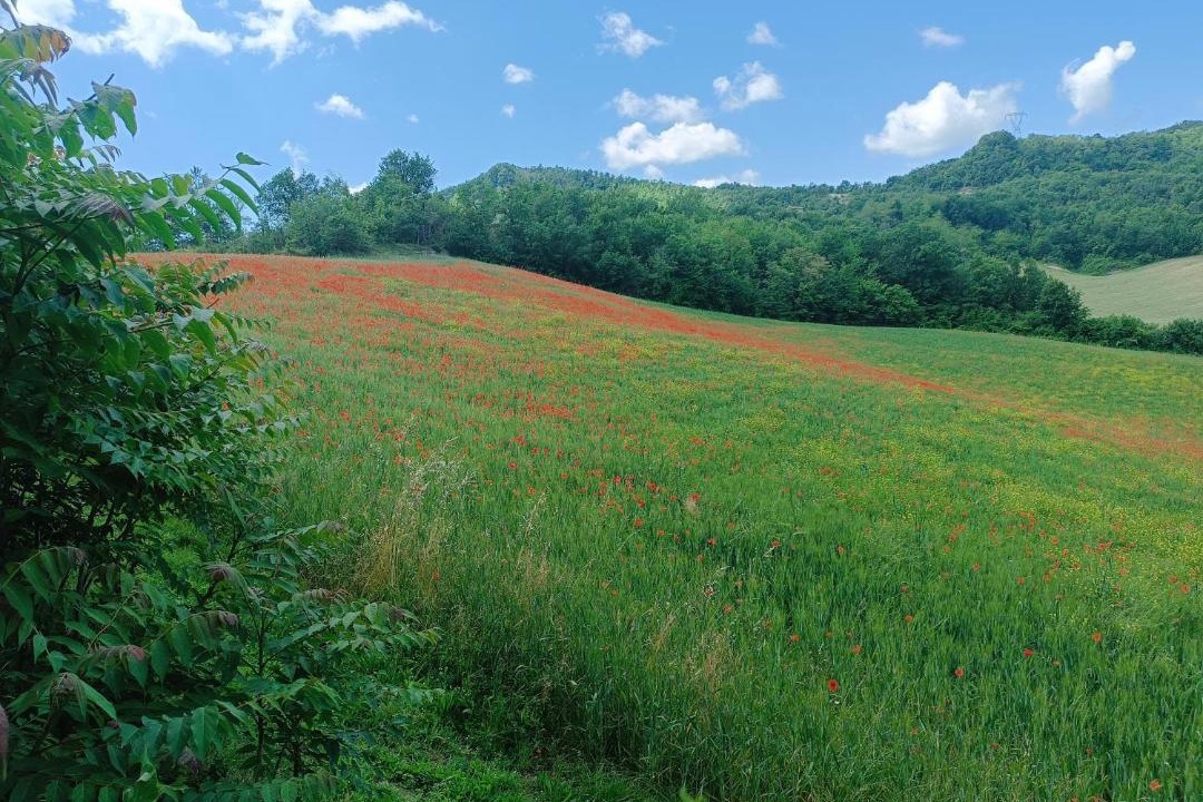 Photo of Others in Monterenzio