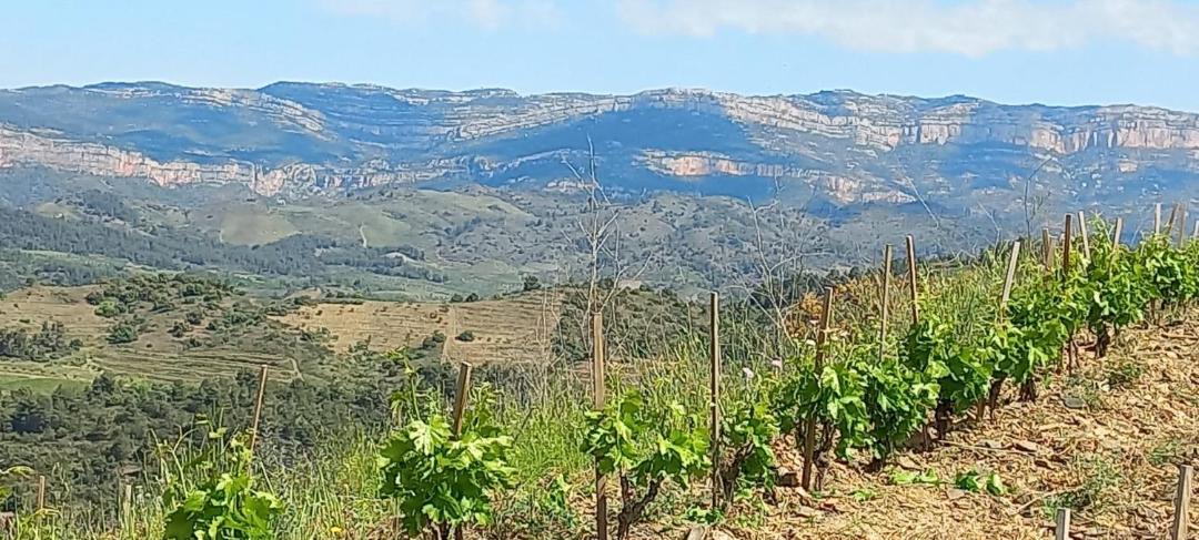 Photo of Others in Gratallops