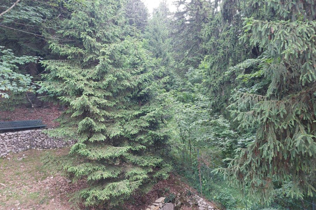 Photo of Others in Bosco Chiesanuova