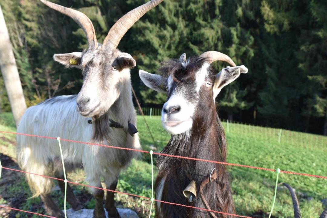 Photo of Others in San Giovanni Bianco