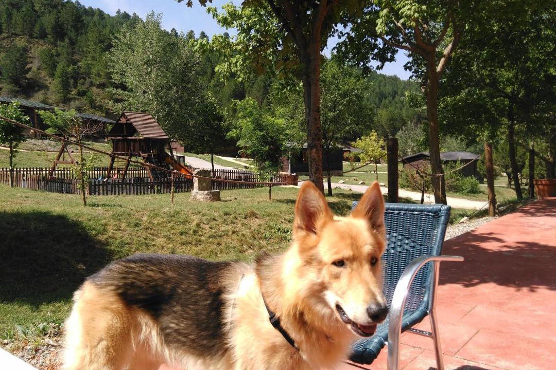 Photo of Others in Camarena de la Sierra