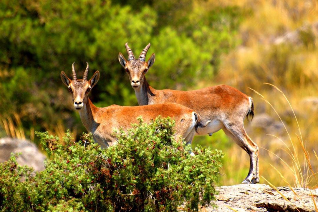 Photo of Others in Elche De La Sierra