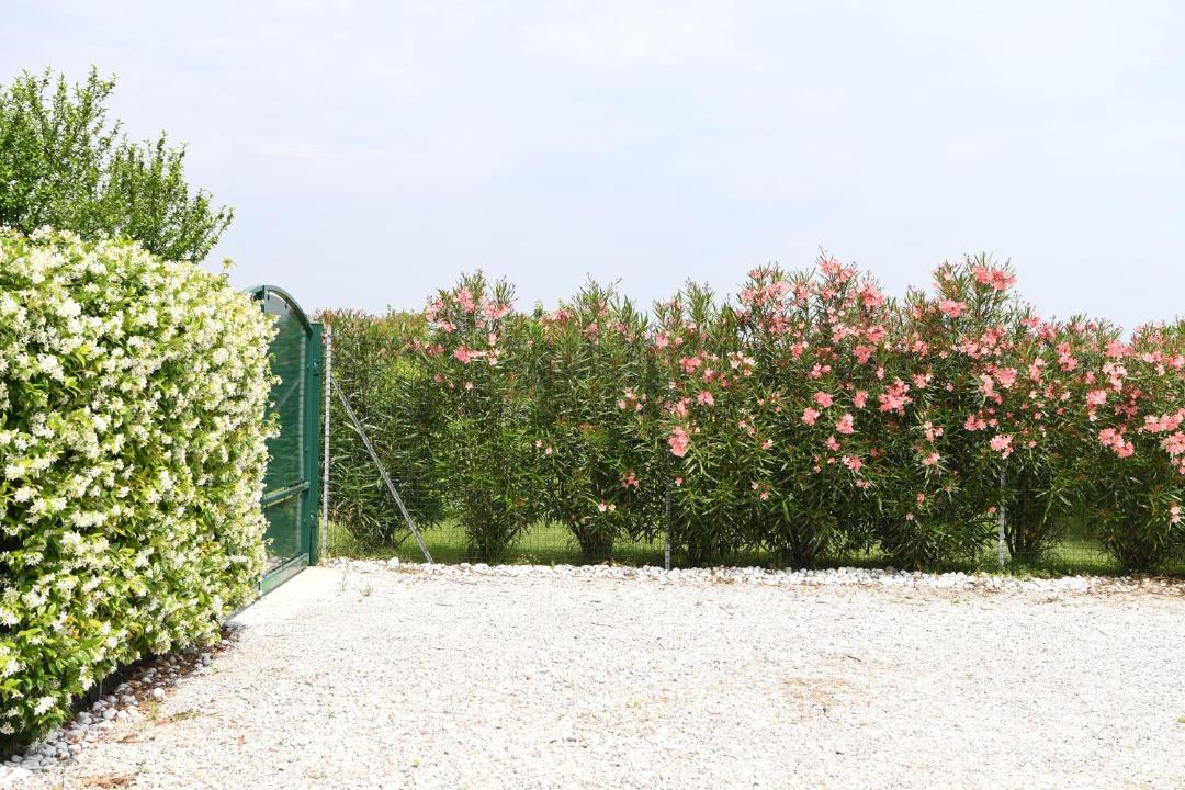 Photo of Others in San Michele al Tagliamento