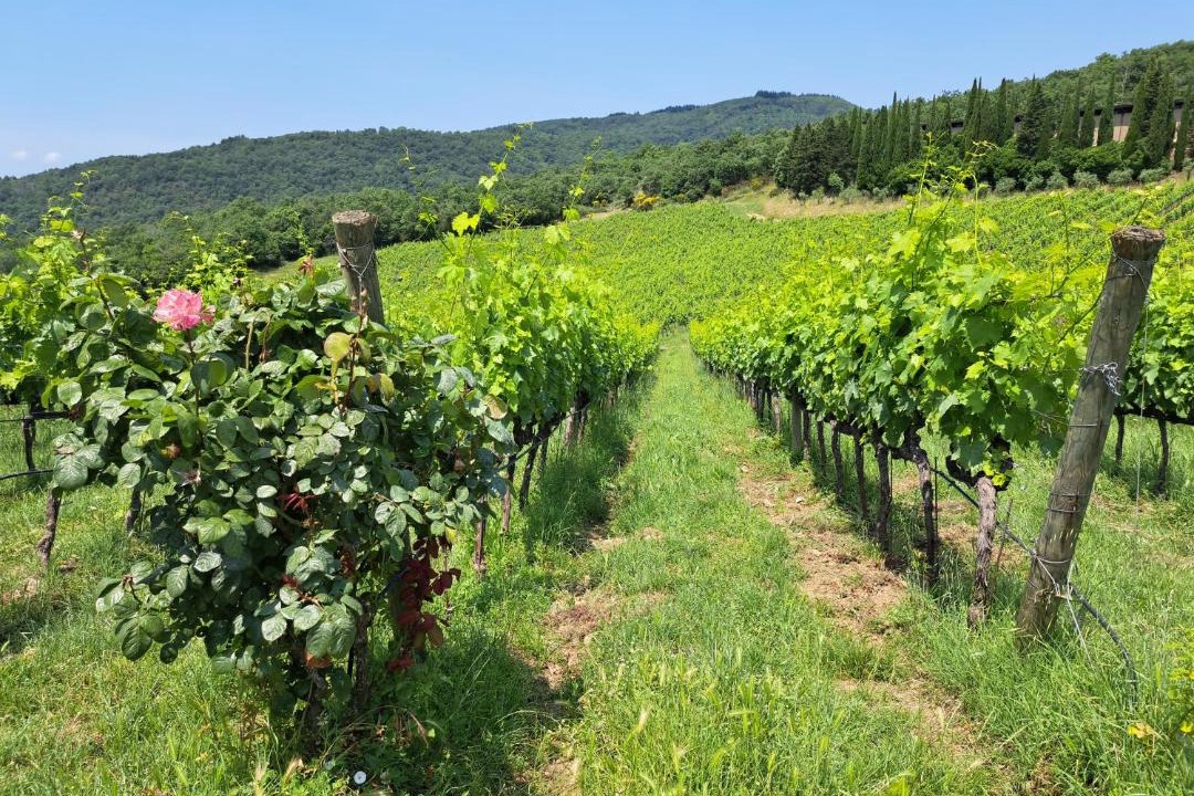 Photo of Outdoor in Poggibonsi