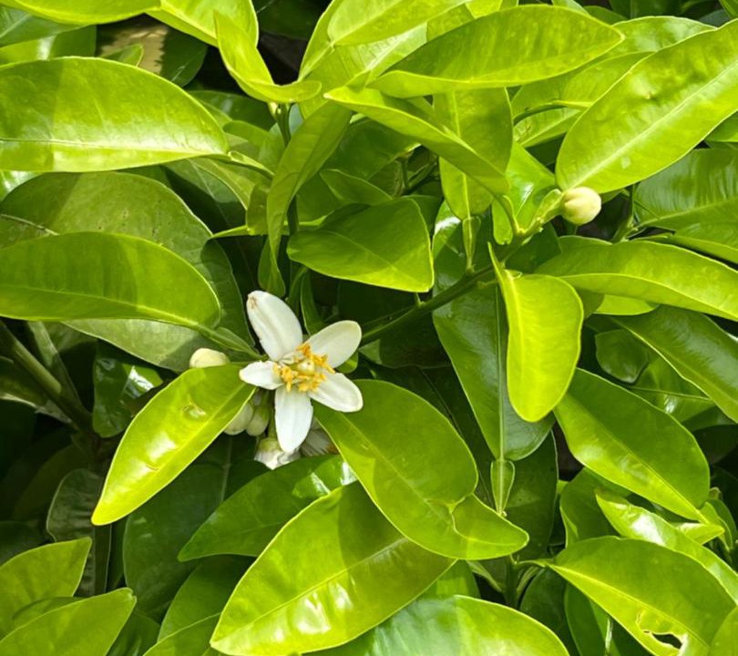 Photo of Outdoor in Gargnano