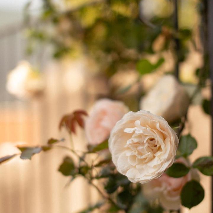 Photo of Patio Balcony in Blevio