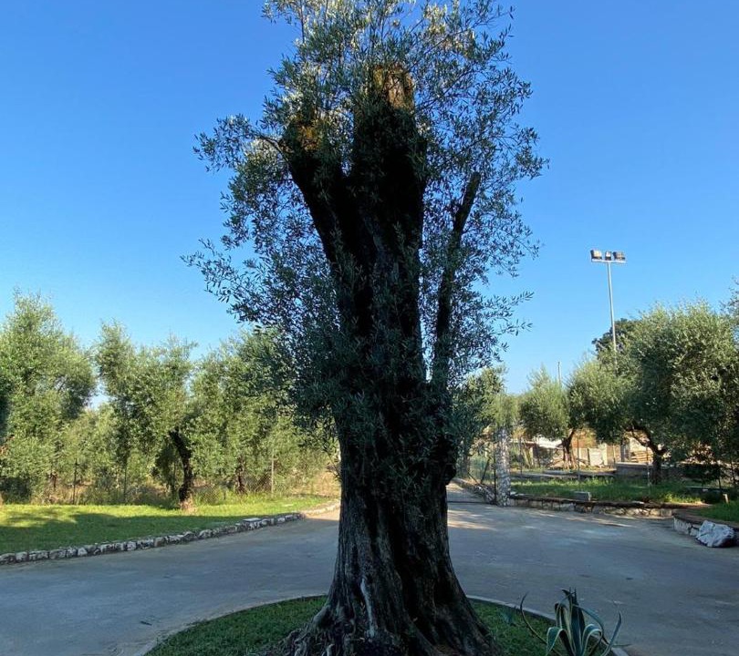 Photo of Outdoor in Sonnino
