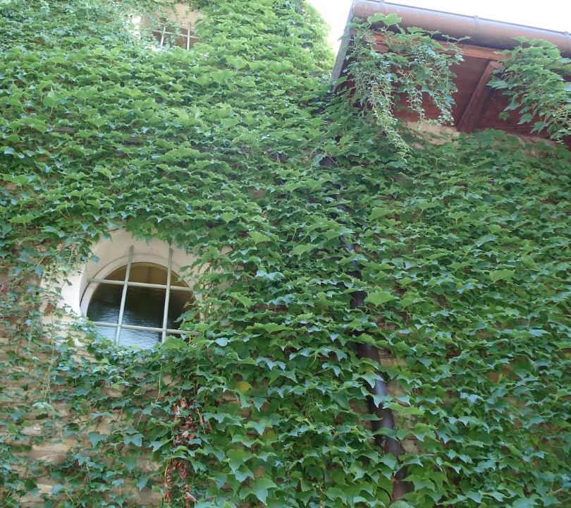 Photo of Others in Savigno