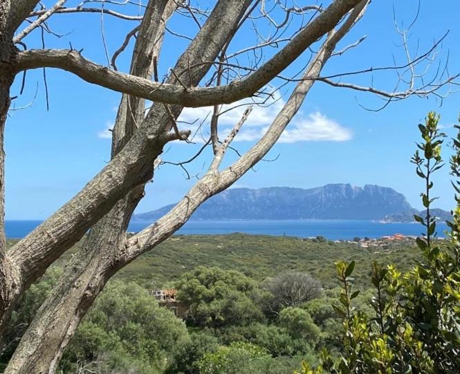 Photo of Others in Olbia