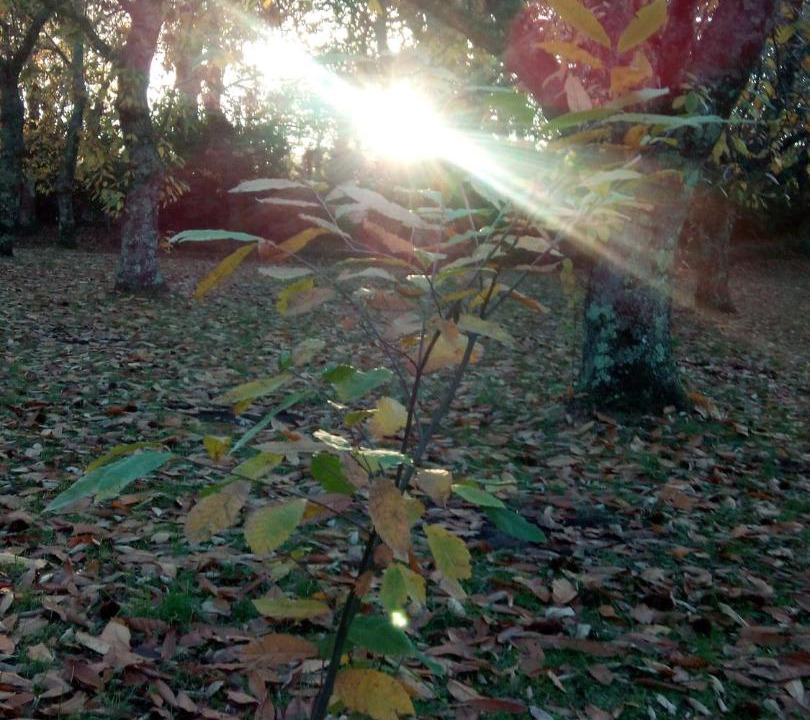 Photo of Outdoor in Roccamonfina