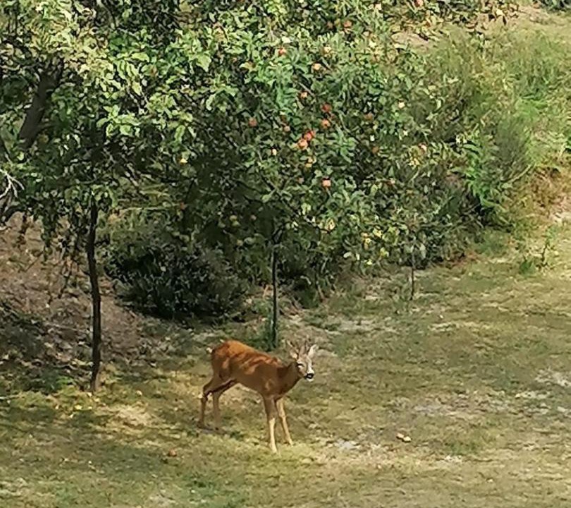 Photo of Outdoor in Madonna del Sasso