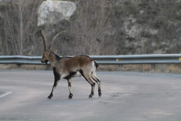 Photo of Others in Olba