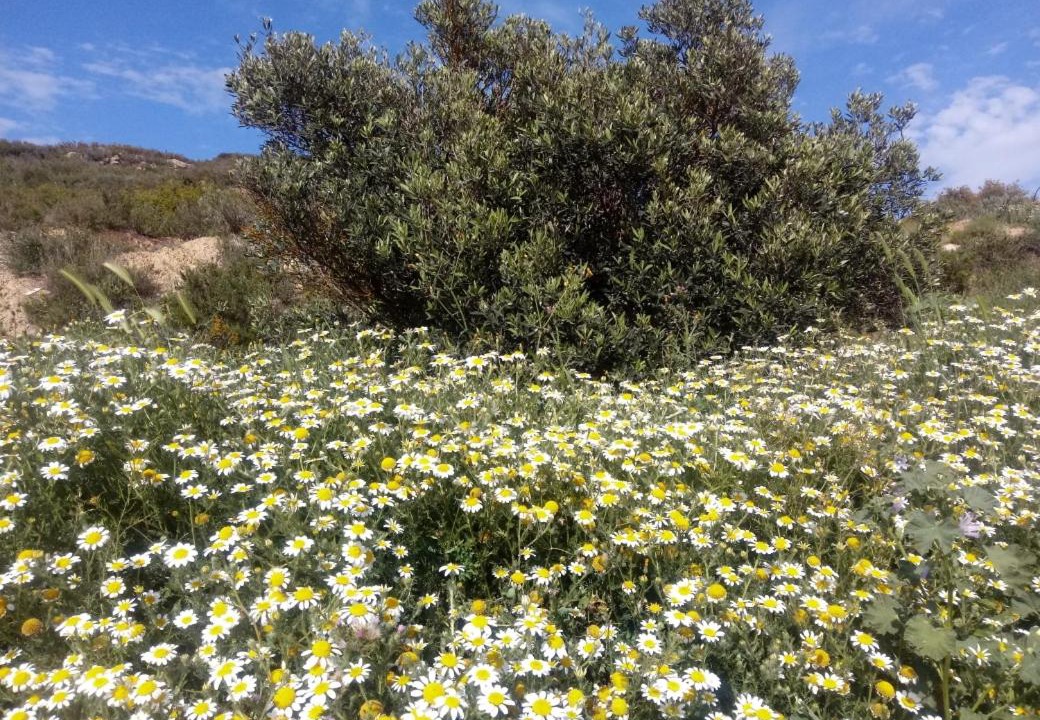 Photo of Outdoor in La Pobla de Massaluca
