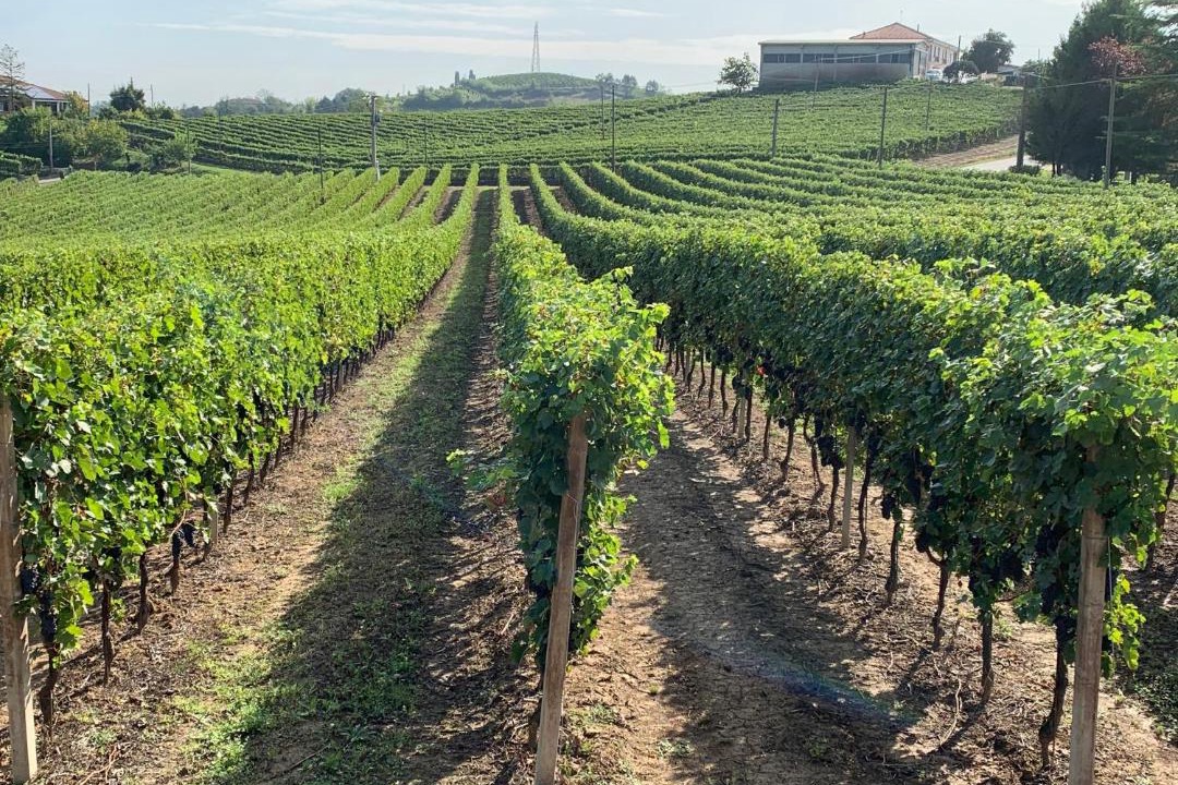 Photo of Others in Nizza Monferrato