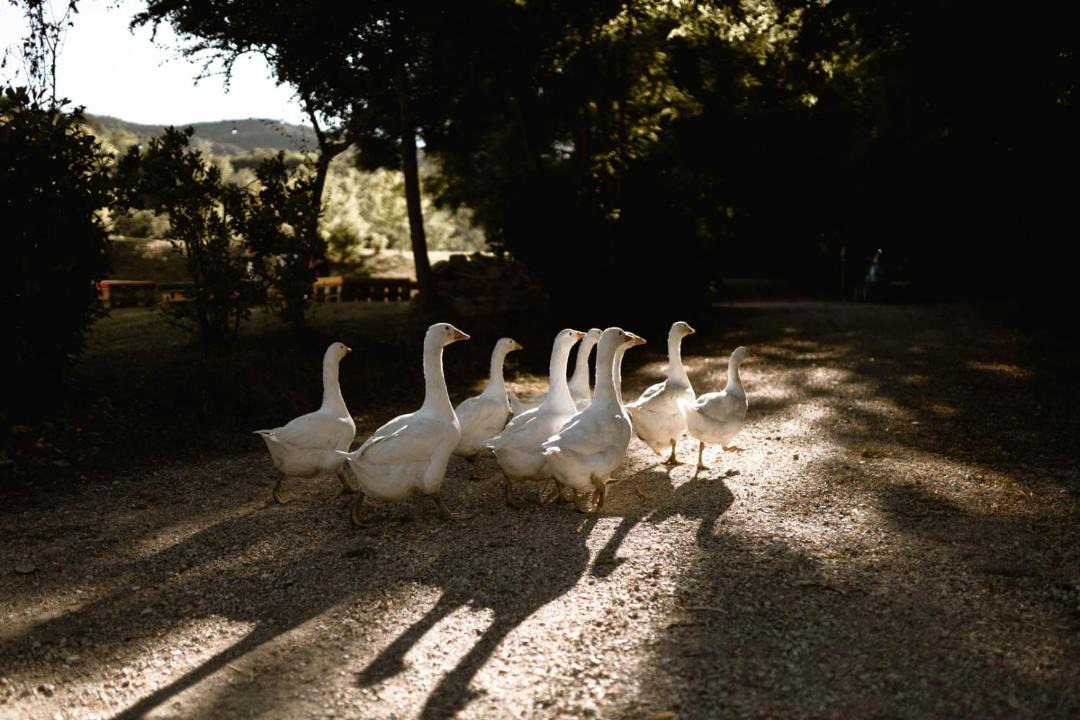 Photo of Others in Umbertide