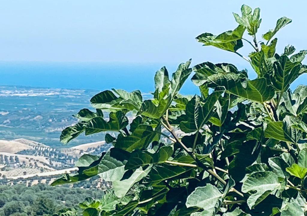 Photo of Others in Vaccarizzo Albanese