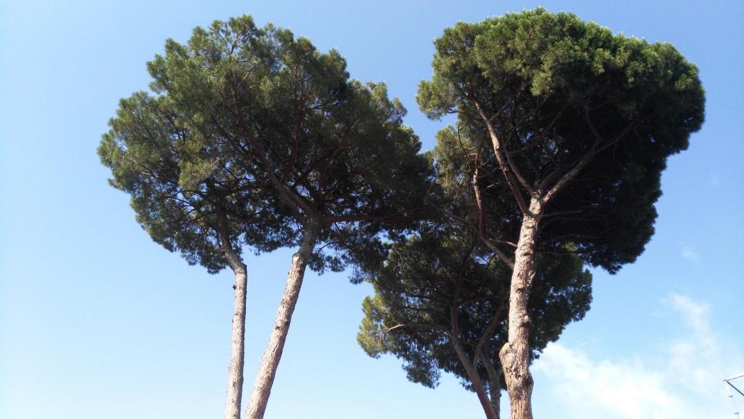 Photo of Others in Testaccio