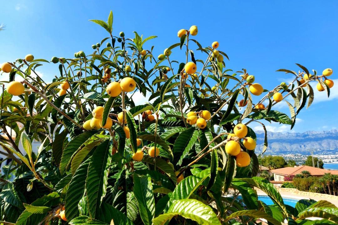 Photo of Outdoor in El Albir
