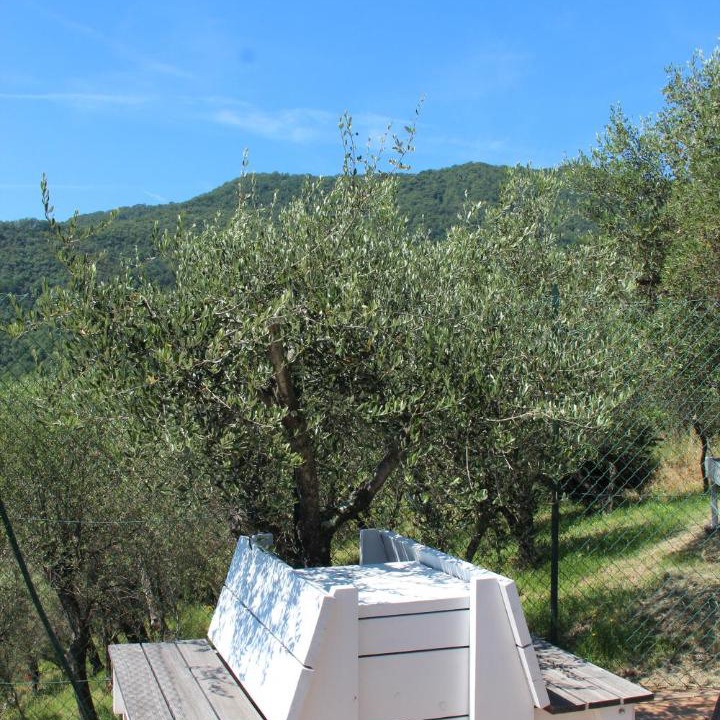 Photo of Others in Crocetta