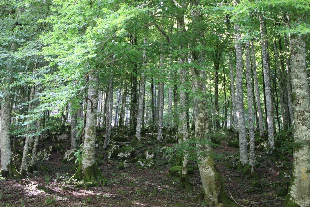 Photo of Others in Orbaitzeta