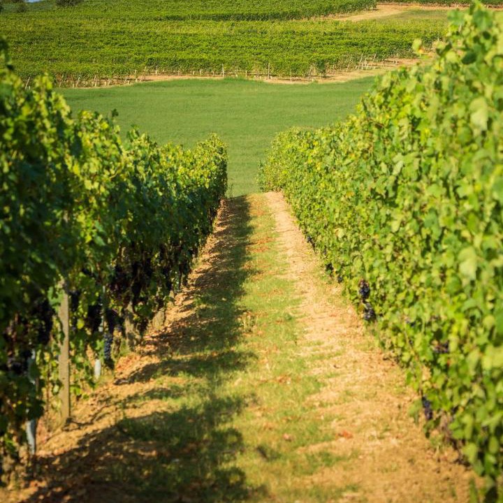Photo of Outdoor in Vignale Monferrato