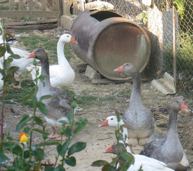 Photo of Others in Ramazzano