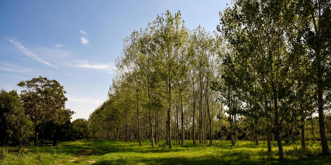 Photo of Outdoor in Capua