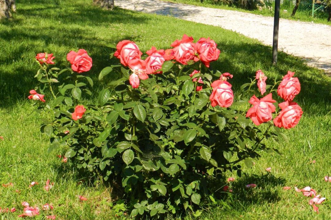 Photo of Outdoor in Rocca Sant'Angelo
