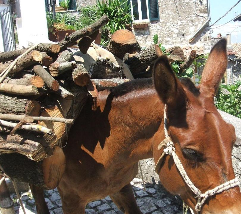 Photo of Others in Artena