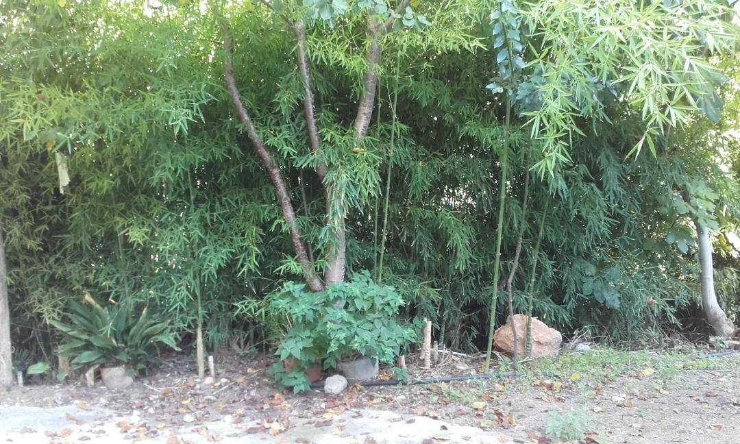 Photo of Outdoor in Lucena del Cid