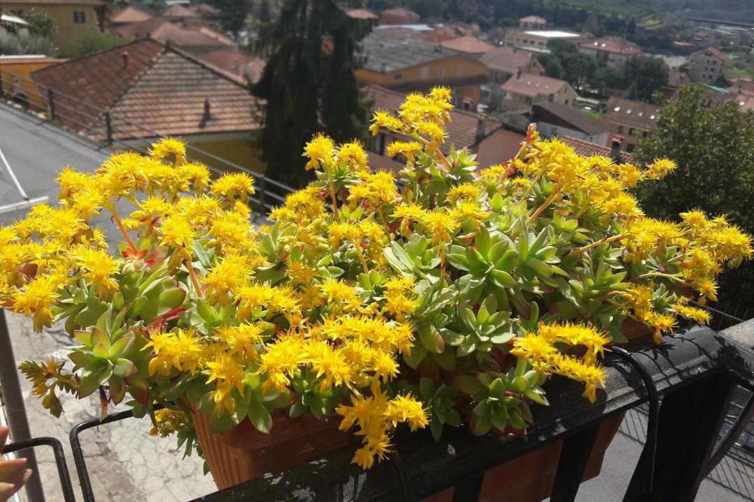 Photo of Others in Pontedassio