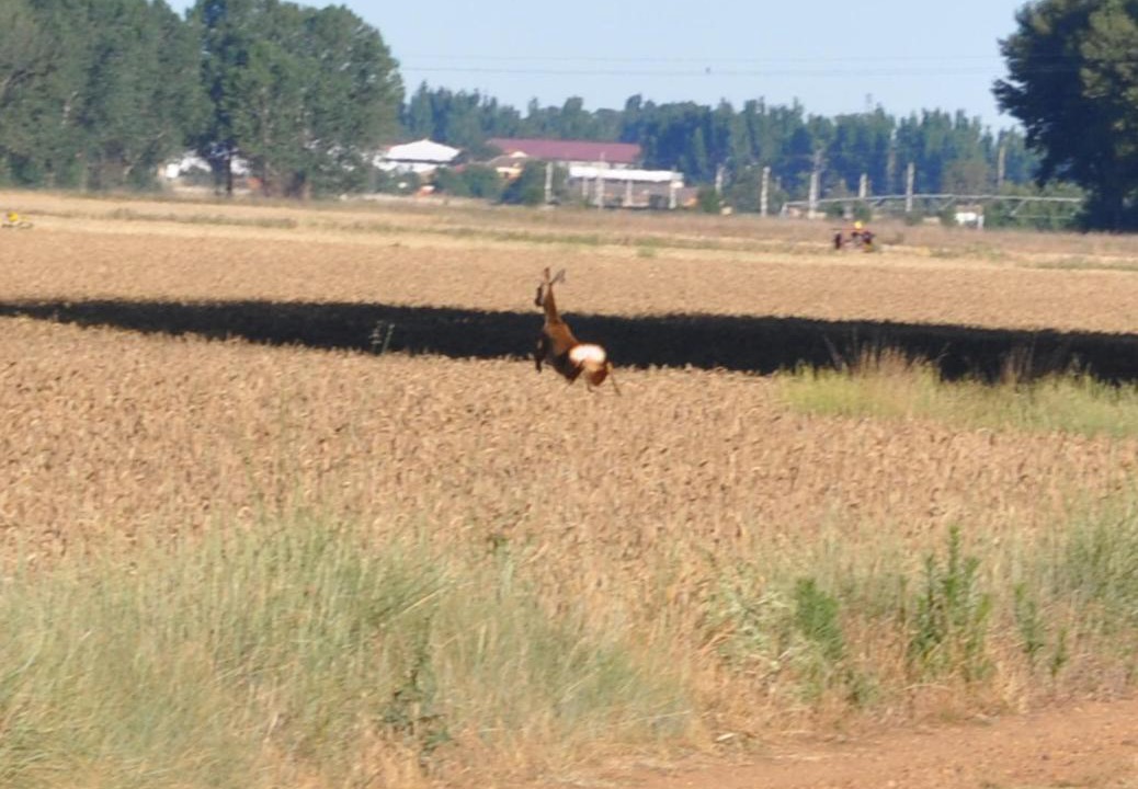 Photo of Others in Melgar de Fernamental